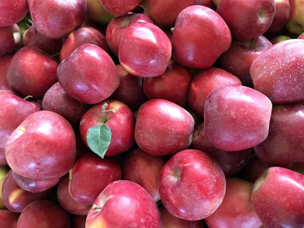 سیب سمیرم صادراتی سورت شده مناسب بازارهای جهانی